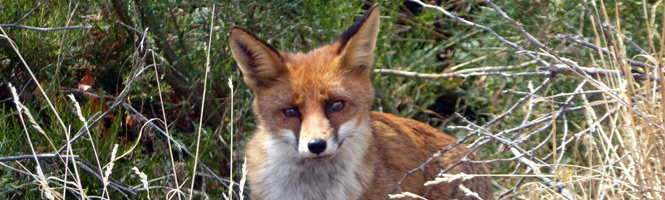 Berrea en Sierra Híjar