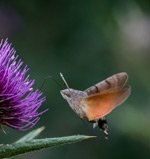 Esfinge Colibrí