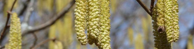 Comienza la Primavera