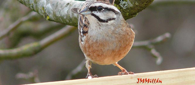 Monta&ntilde;a Palentina