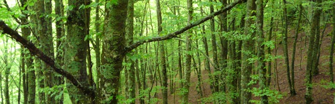 Hayedo en Bra&ntilde;osera