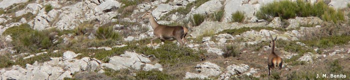 INTEGRAL DEL VALDECEBOLLAS