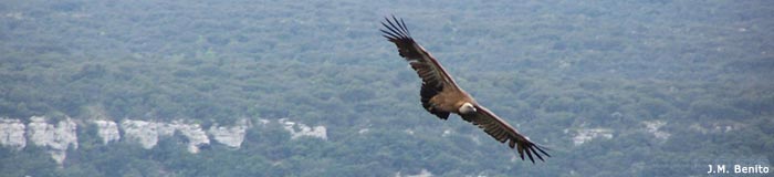 INTEGRAL DEL VALDECEBOLLAS