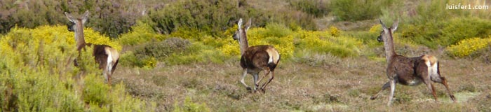 INTEGRAL DEL VALDECEBOLLAS