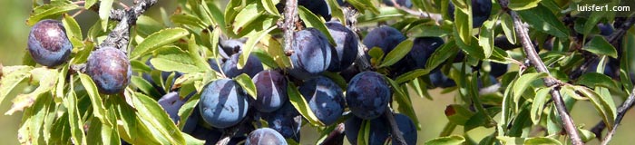 INTEGRAL DEL VALDECEBOLLAS