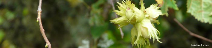 INTEGRAL DEL VALDECEBOLLAS