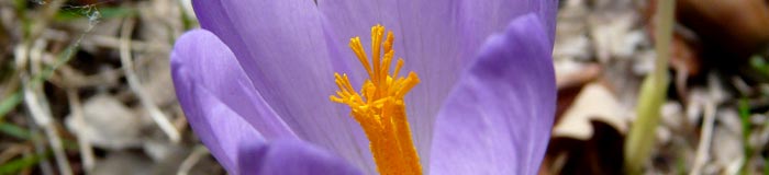 INTEGRAL DEL VALDECEBOLLAS