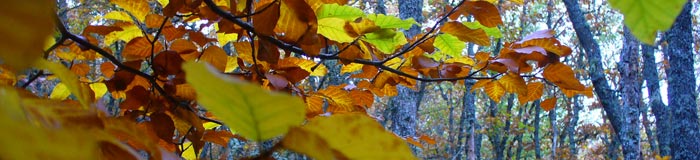 INTEGRAL DEL VALDECEBOLLAS