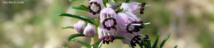 INTEGRAL DEL VALDECEBOLLAS