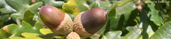 INTEGRAL DEL VALDECEBOLLAS