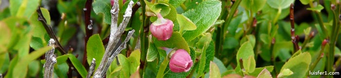 INTEGRAL DEL VALDECEBOLLAS